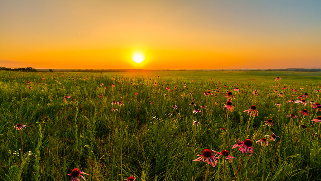 a photo of a prairie at sunset