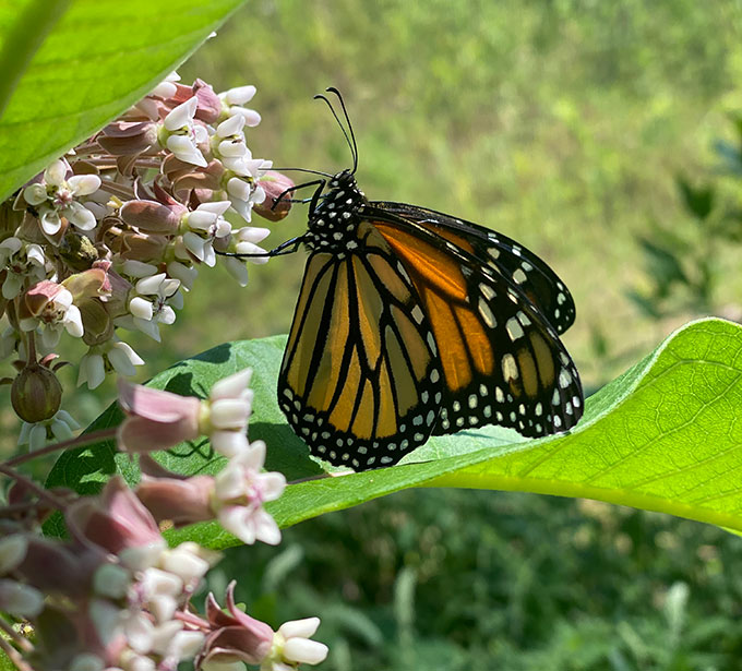 a female monarch butterfly drinking from a milkweed plant