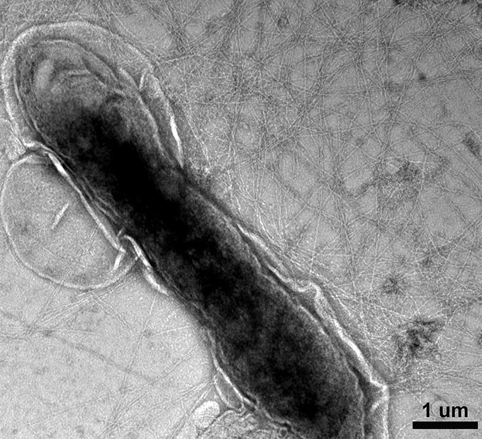 A black and white microscopic image of a Geobacter bacterium surrounded by a web of nanowires