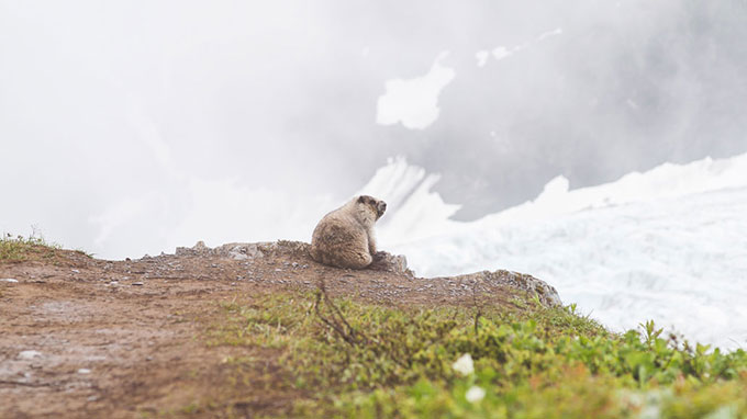 A beaver looks out over a range of rocks and ice in Alaska