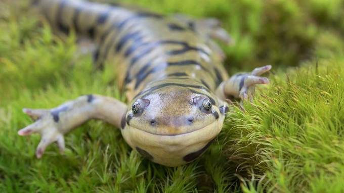 a photo of a tiger salamander