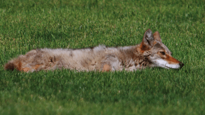a coyote lying on a green lawn