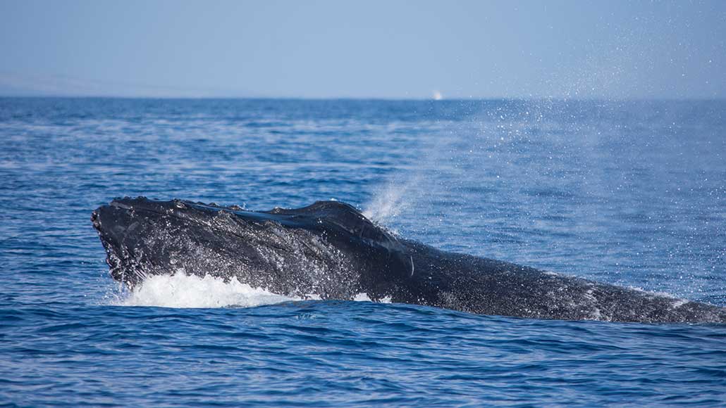 a photo of a humback whale surfaceing and spouting water