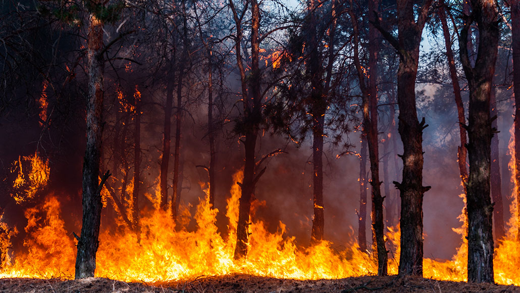 a wildfire in a forest