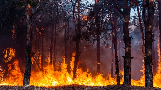 a wildfire in a forest