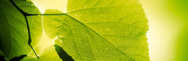 green leaves lit up from behind with sunlight
