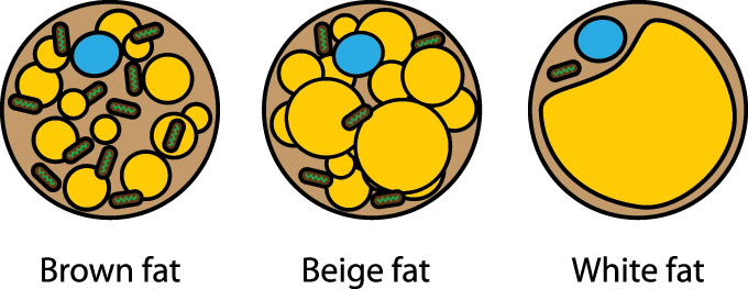 an illustration showing different kinds of fat cells