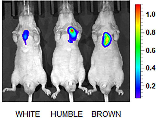 an image showing activity levels of the UCP1 gene in three different mice