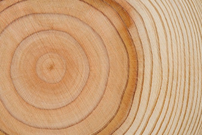 a photo of tree rings