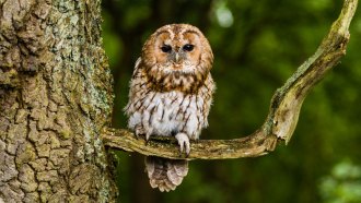 a photo of a tawny owl sitting on a tree branch