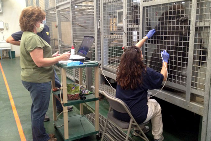 heart ultrasound on an awake gorilla