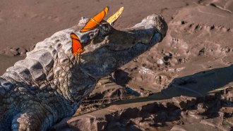a caiman with butterflies waiting to sip its tears