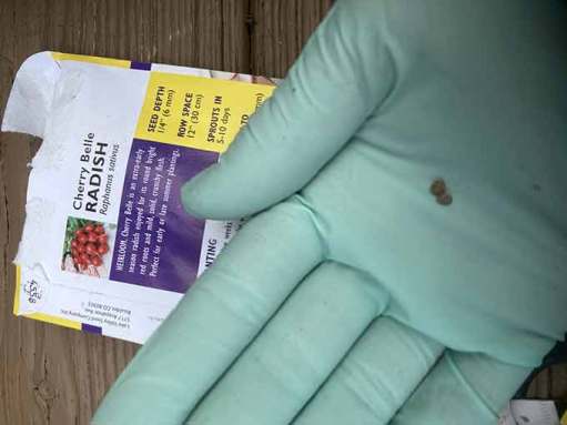 A gloved hand holding two teeny tiny radish seeds