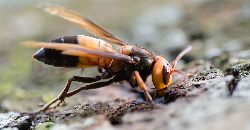 a macro photo of a giant Asian hornet (Vespa soror)
