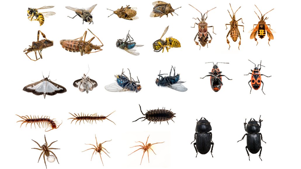a variety of different arthropods against a bright white background