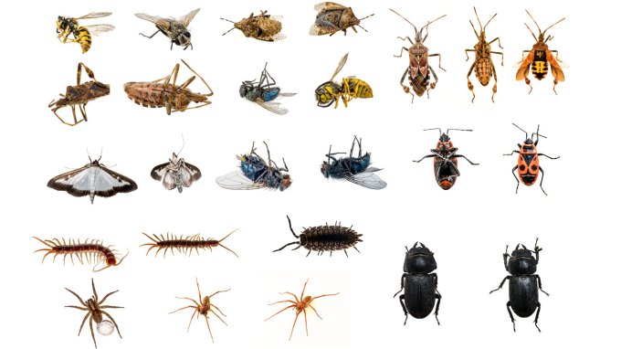 a variety of different arthropods against a bright white background