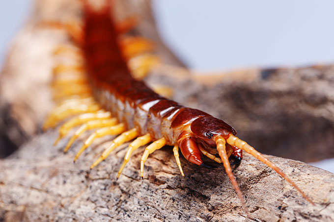 a close-up of a centipede