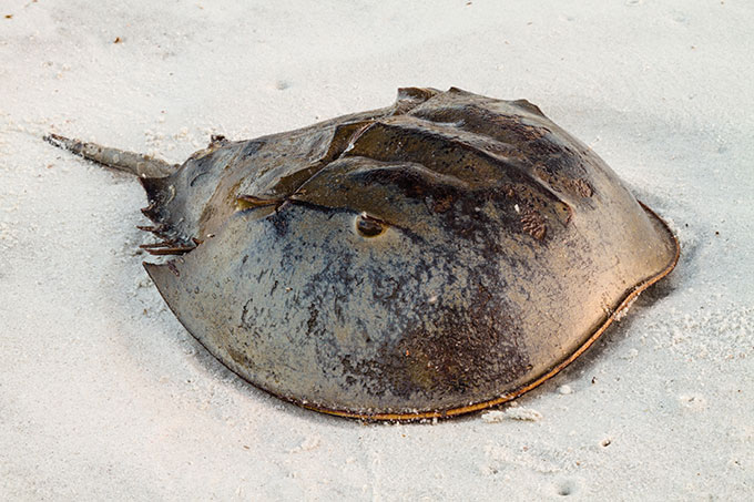 a horseshoe crab on white sand