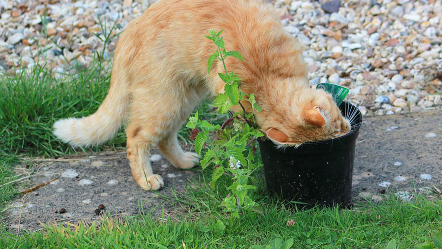 Scientists may have finally found how catnip repels insects