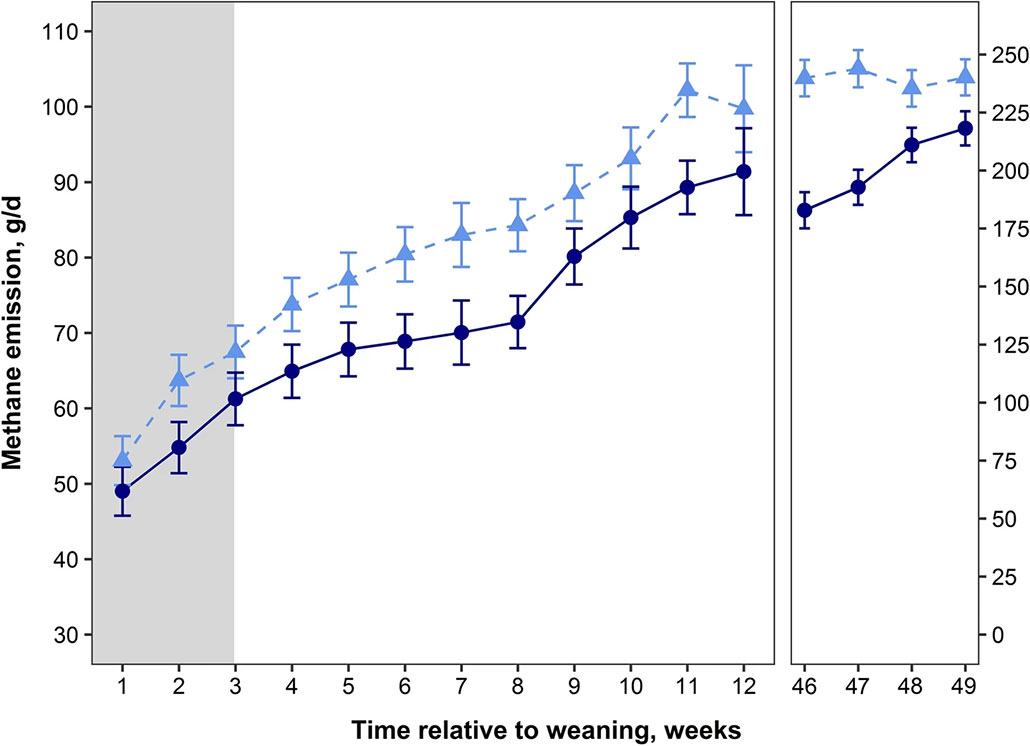 line graph shows the amount in grams of methane per day from cows that received a methane-blocking chemical (circles and solid line) and those that didn’t (triangles and dashed line)