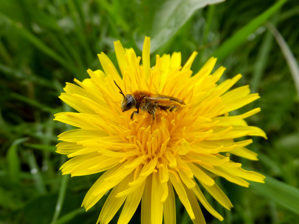 a photo of a miner bee on a dandelion