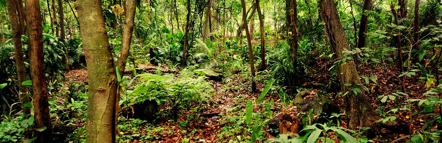 tropical rainforest in Colombia