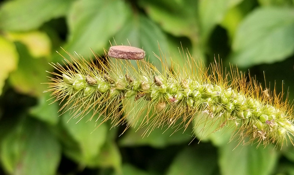 copper foam resting on a foxtail