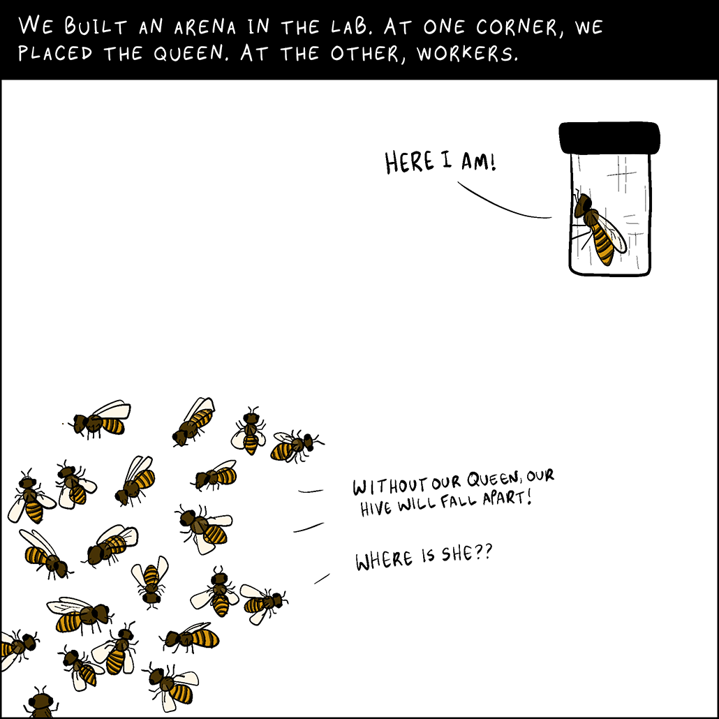 Panel 3: We built an arena in the lab. At one corner, we placed the queen. At the other, workers. Worker bees: Without our queen, our hive will fall apart. Where is she? Queen bee: Here I am!