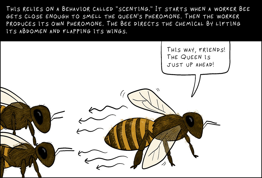 Panel 5: This relies on a behavior called “scenting.” It starts when a worker bee gets close enough to smell the queen’s pheromone. Then the worker produces its own pheromone. The bee directs the chemical by lifting its abdomen and flapping its wings.  Worker bee: This way, friends! The queen is just up ahead.