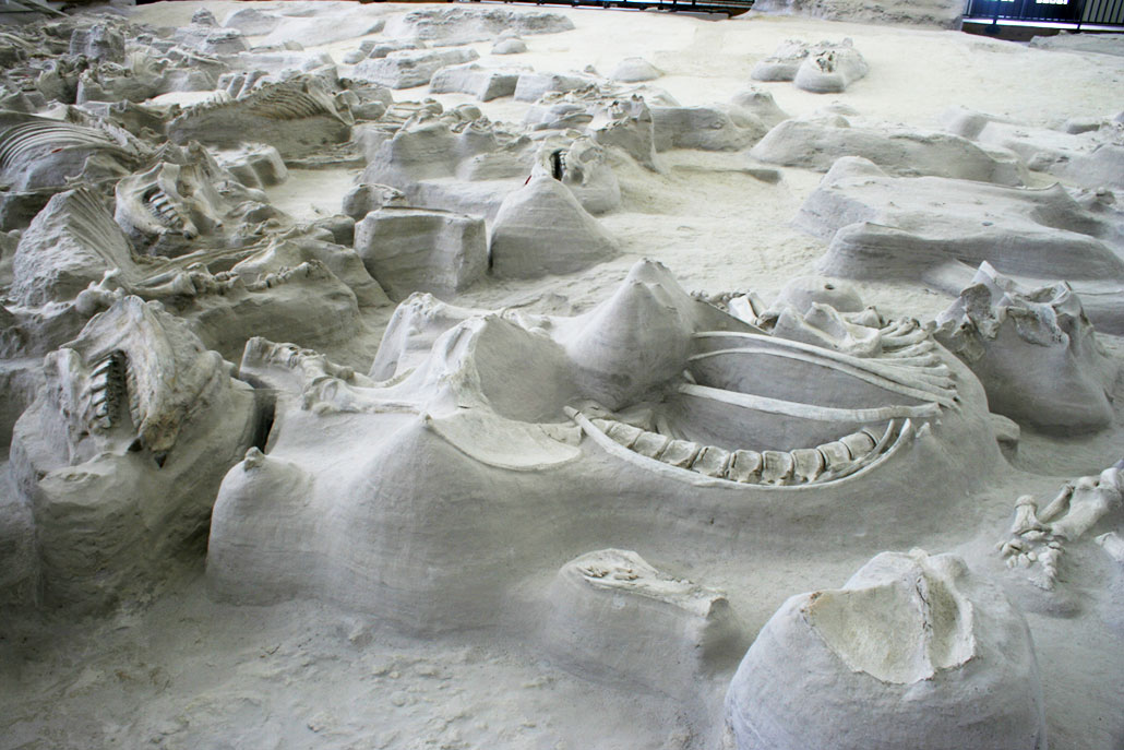 a photo of the fossil remains of a rhino skeleton