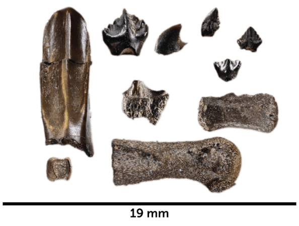 bones and teeth fossils of baby dinosaurs