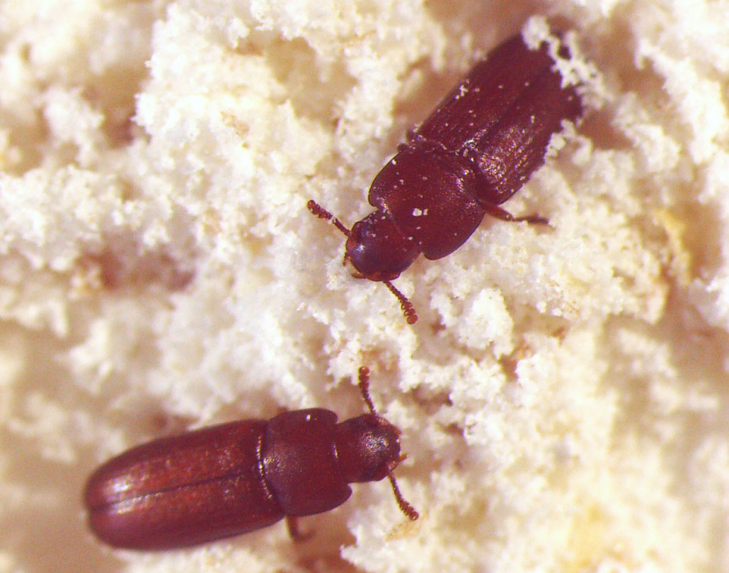 a macro photo of two red flour beetles in flour