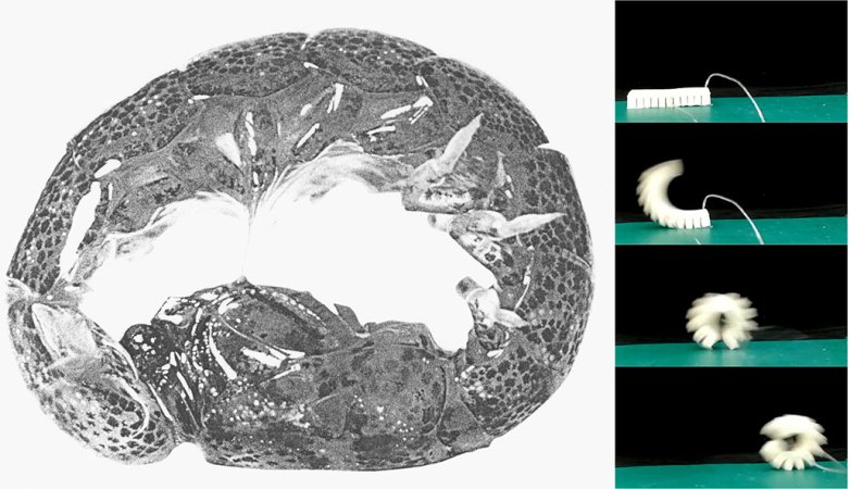 a composite photo of a rolled up mantis shrimp and and a soft segmented robot rolling and scooting