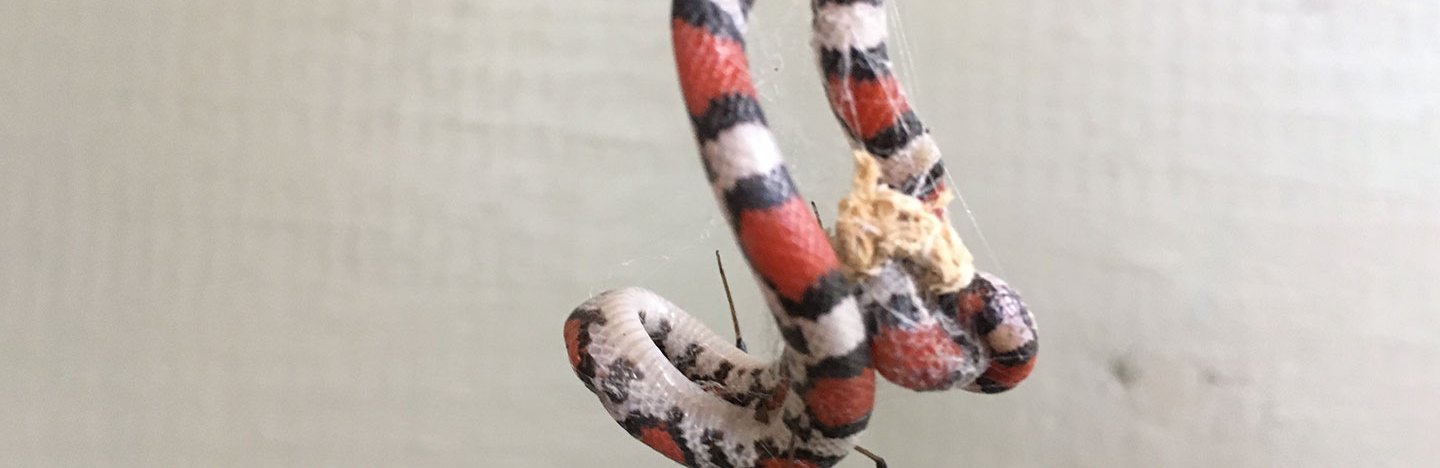 a scarlet snake caught in a black widow web