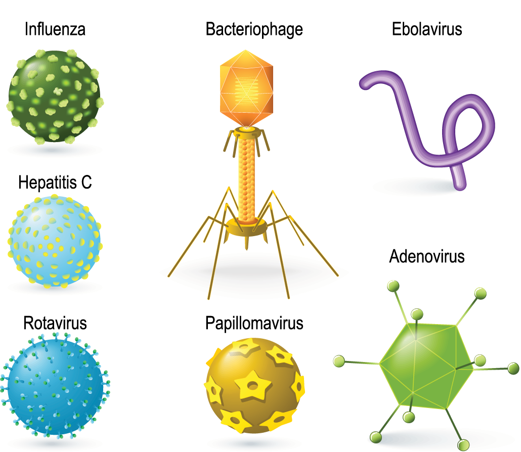 an illustration of a variety of different viruses including bacteriophage, adenovirus, influenza, etc...