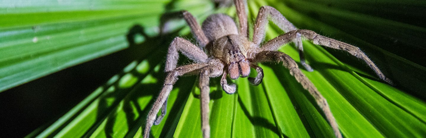 a greyish brown tiger wandering spider perches on a leaf