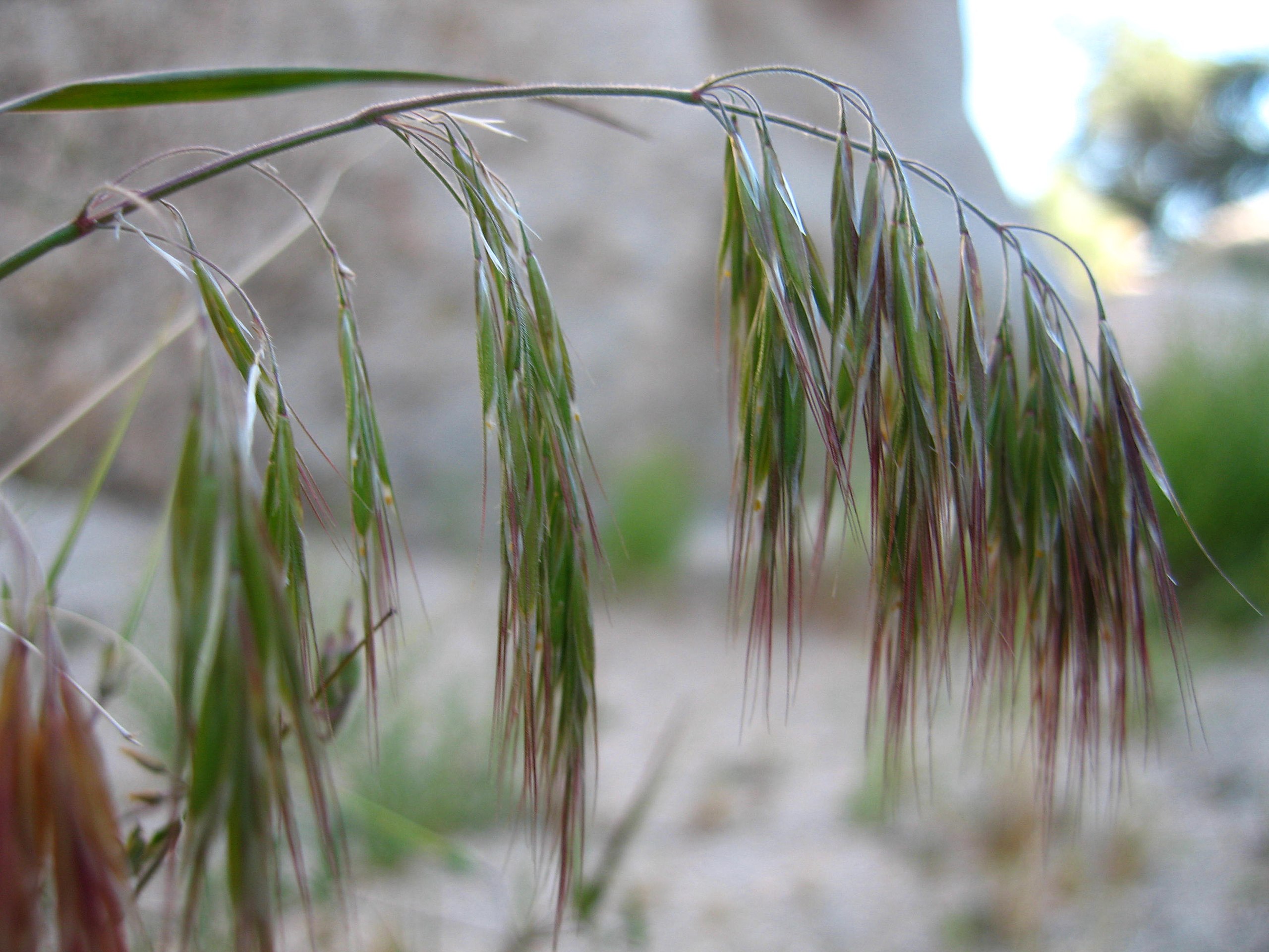 a picture of cheatgrass