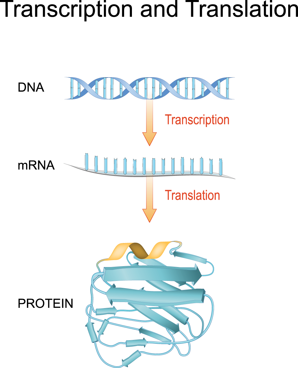 an illustration of the process of making proteins