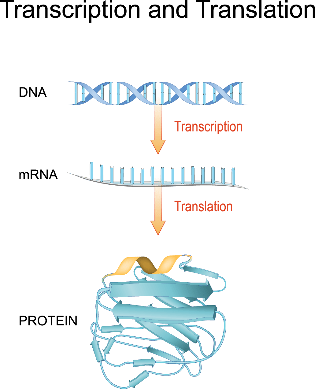Explainer: What is RNA?