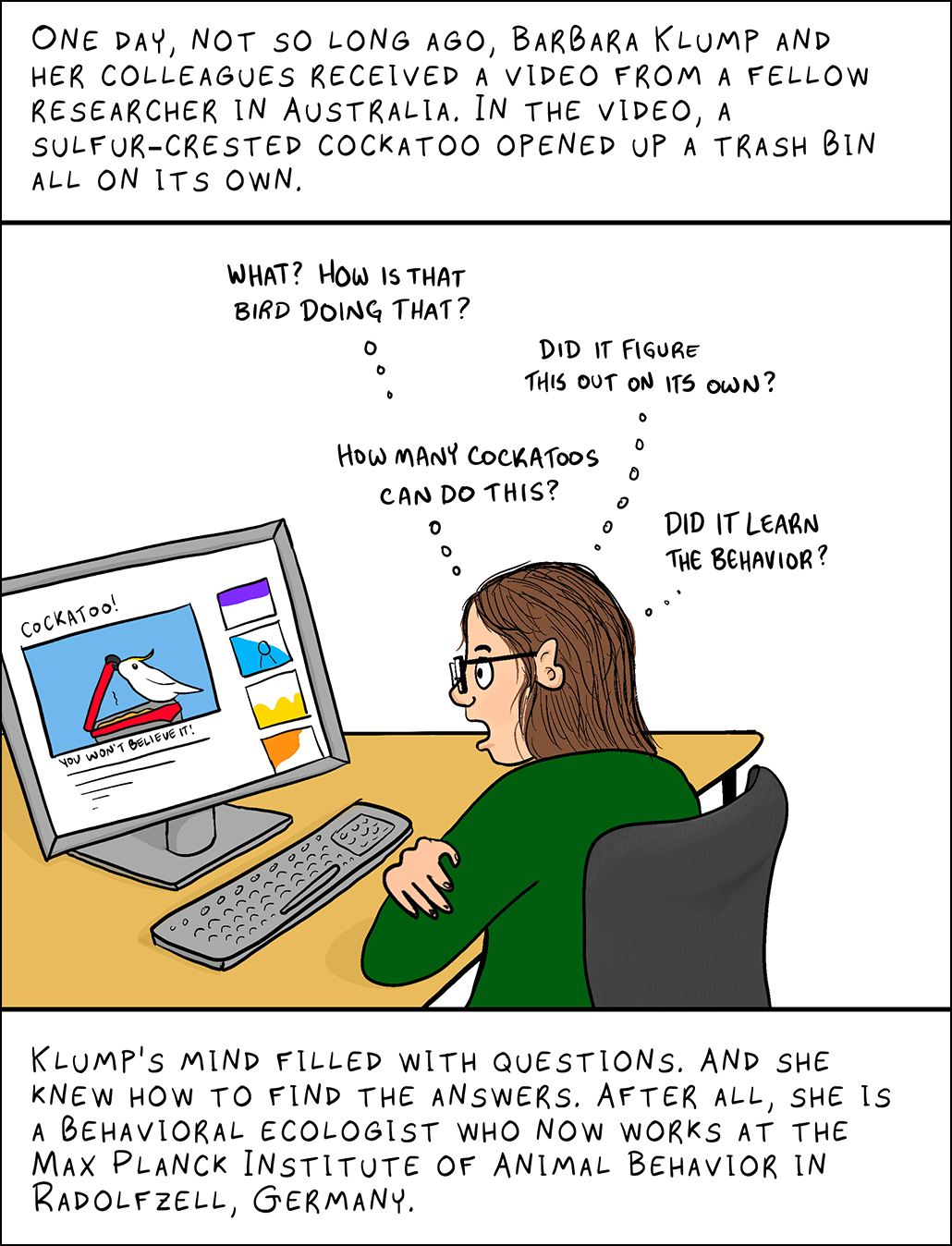 Image: A researcher watching a cockatoo on her computer monitor. Text: One day, not so long ago, Barbara Klump and her colleagues received a video from a fellow researcher in Australia. In the video, a sulfur-crested cockatoo opened up a trash bin all on its own. Klump: What? How is that bird doing that? Did it figure it out on its own? Did it learn the behavior? How many cockatoos can do this? Klump’s mind filled with questions. And she knew how to find the answers. After all, she is a behavioral ecologist who now works at the Max Planck Institute of Animal Behavior in Radolfzell, Germany.