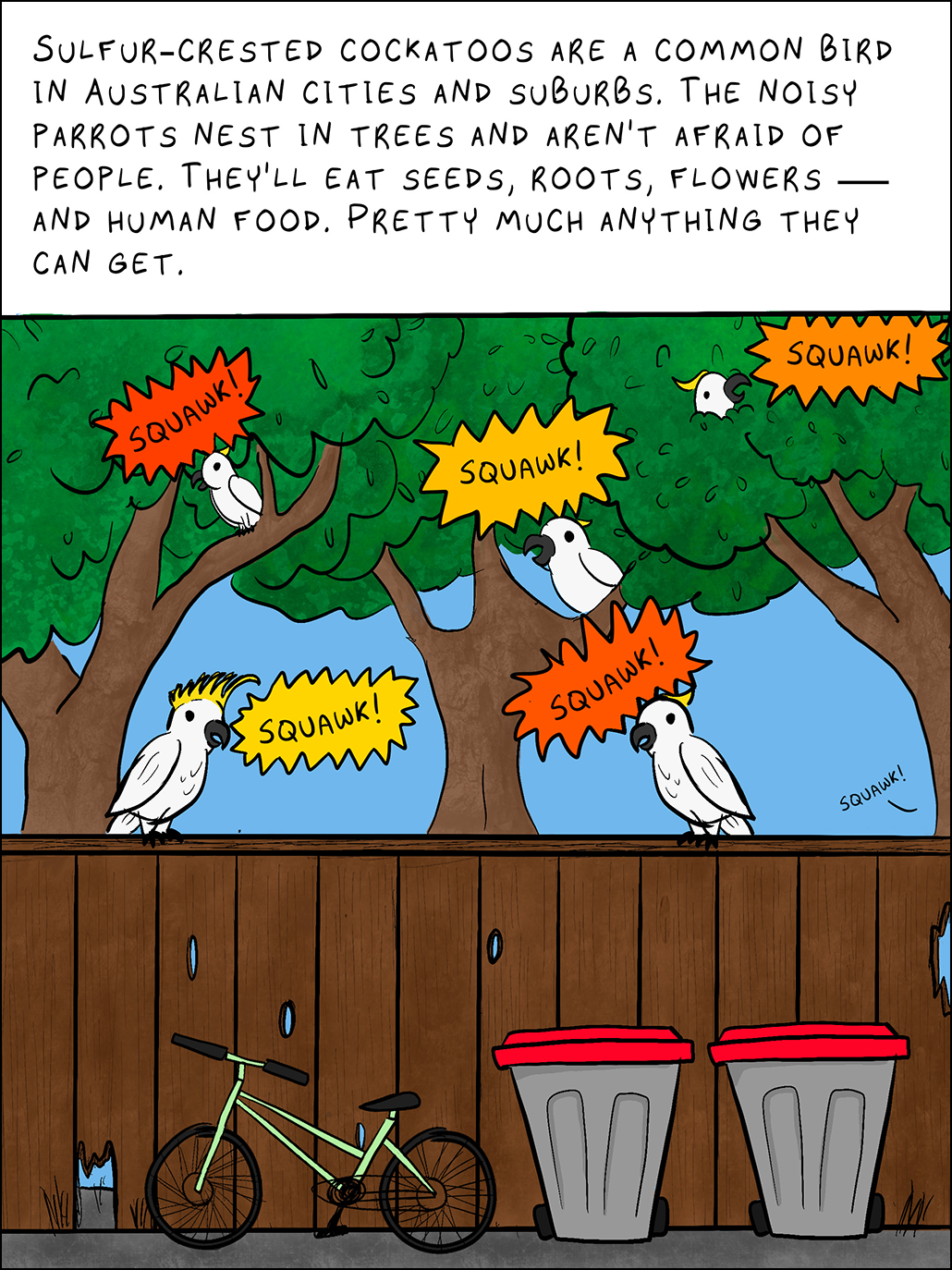 Image: 5 white birds sit in trees or on top of an alley fence. Text: Sulfur-crested cockatoos are a common bird in Australian cities and suburbs. The noisy parrots nest in trees and aren’t afraid of people. They’ll eat seeds, roots, flowers — and human food. Pretty much anything they can get. Birds: Squawk! Squawk! Squawk! Squawk! Squawk!