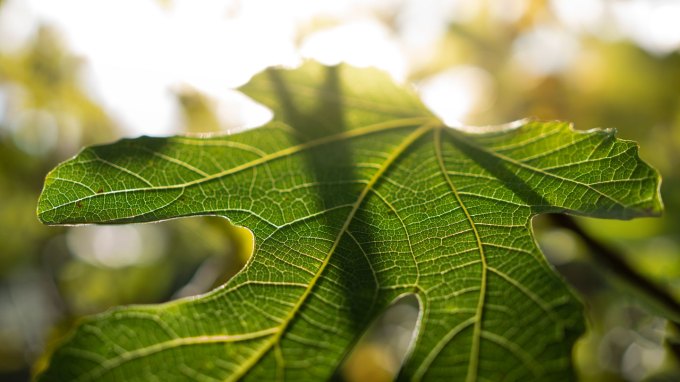 close-up of an oak leaf with visible leaf veins bathed in sunlight