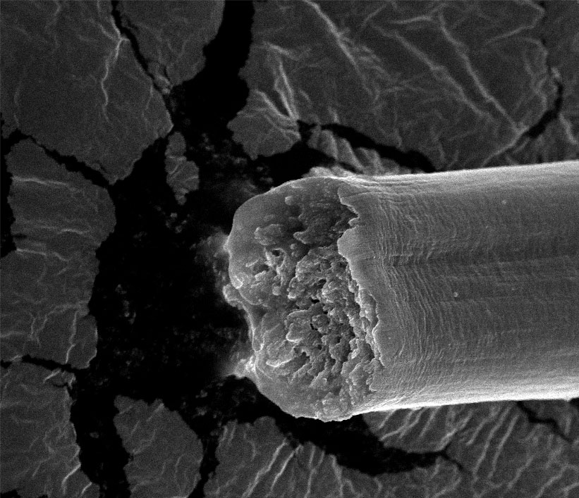 a microscopic image showing a broken cross-section of a fiber