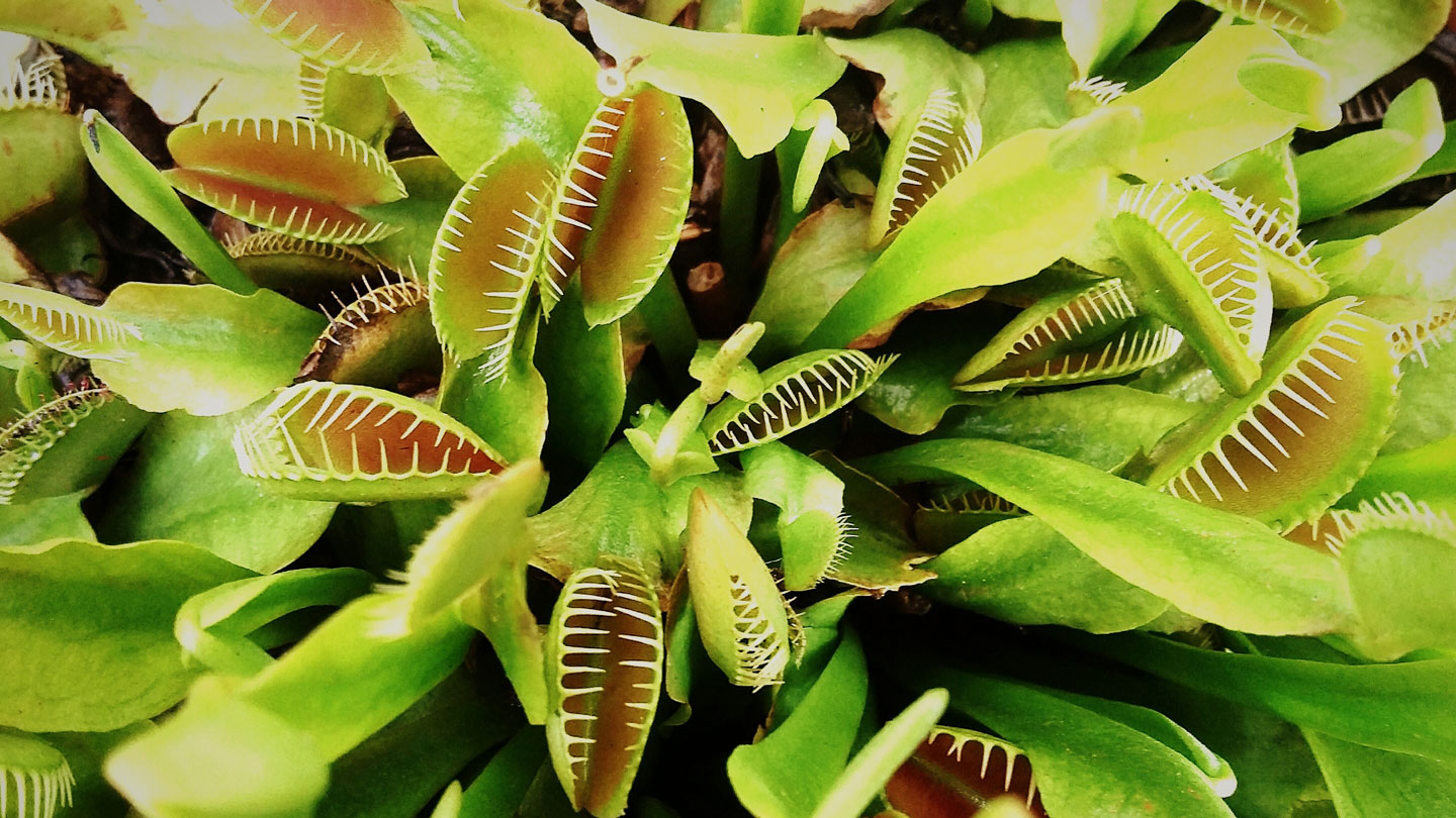 Let's learn about meat-eating plants