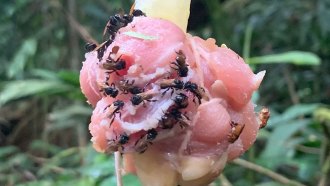 a photo of a clump of rotting raw chicken hanging in the air with several bees snacking on it