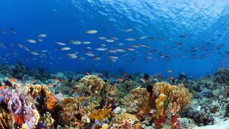 an underwater photo of a thriving colorful coral reef. many fish are swimming overhead