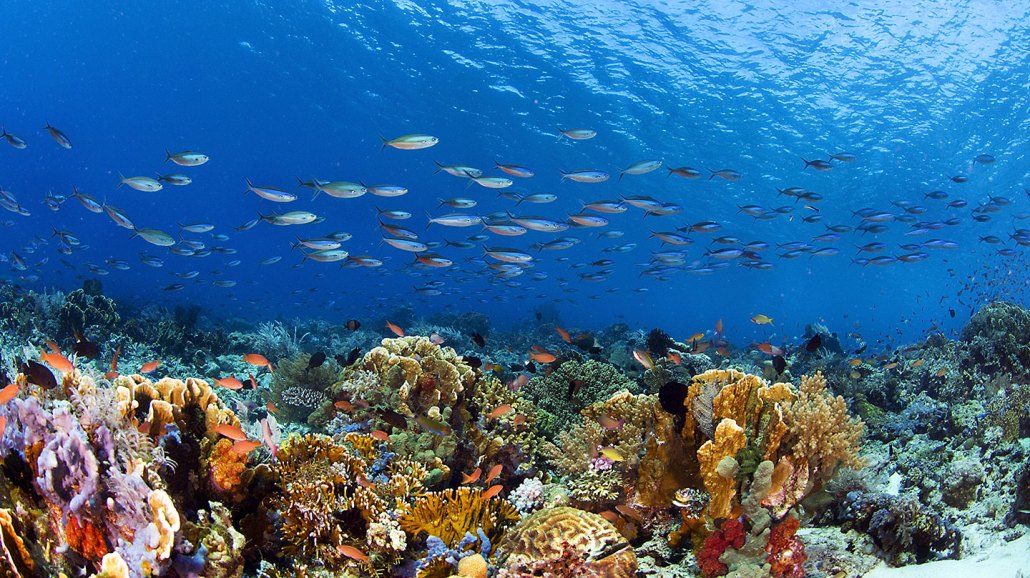 an underwater photo of a thriving colorful coral reef. many fish are swimming overhead