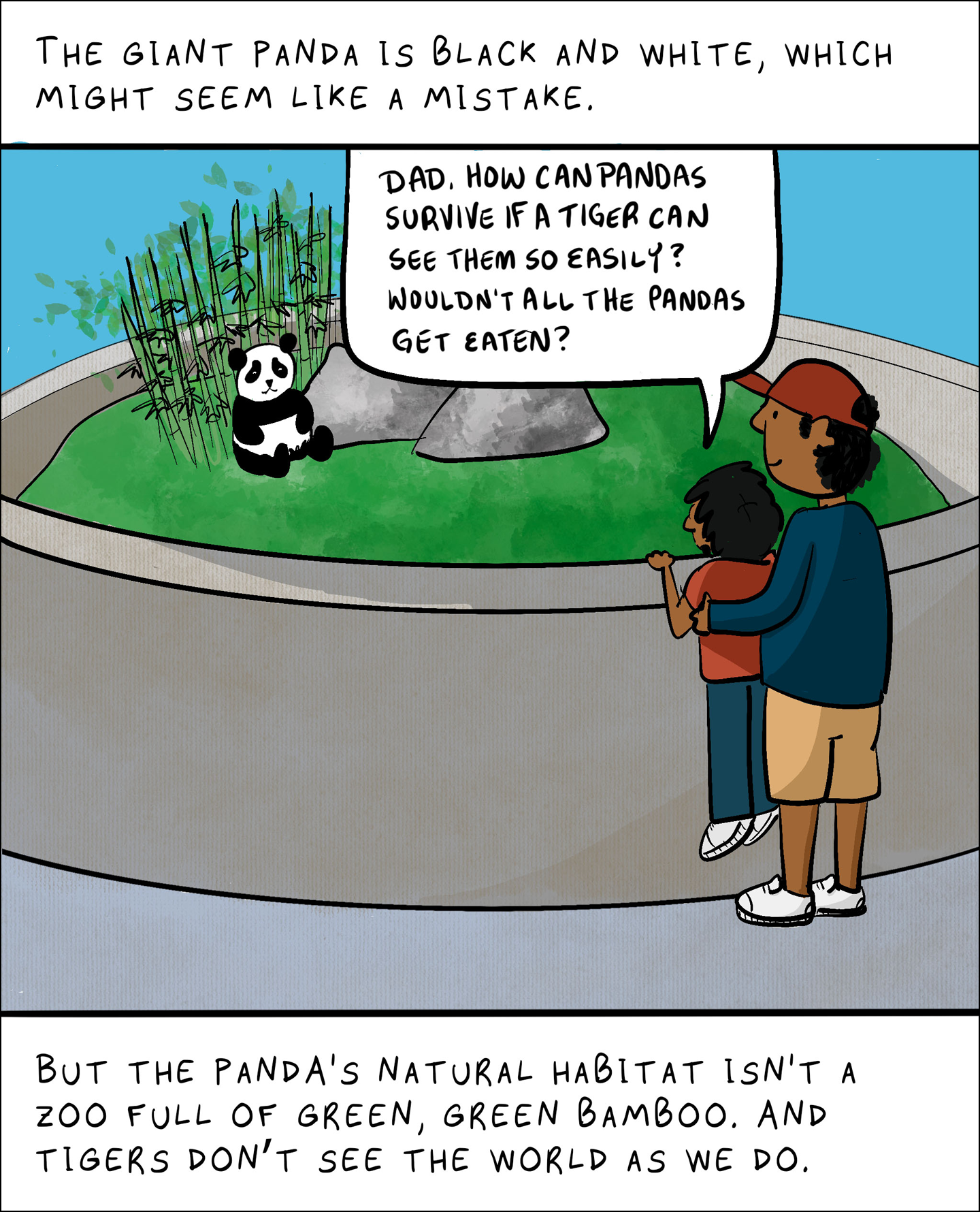 Text: The giant panda is black and white, which might seem like a mistake. Kid: Dad, how can pandas survive if a tiger can see them this easily? Wouldn’t all the pandas get eaten? But the panda’s natural habitat isn’t a zoo full of green, green bamboo. And tigers don’t see the world as we do. Image is a drawing of a panda in a zoo enclosure. The panda is in front of a cluster of bamboo and next to some large rocks. The father and son are looking at the panda from outside the enclosure.