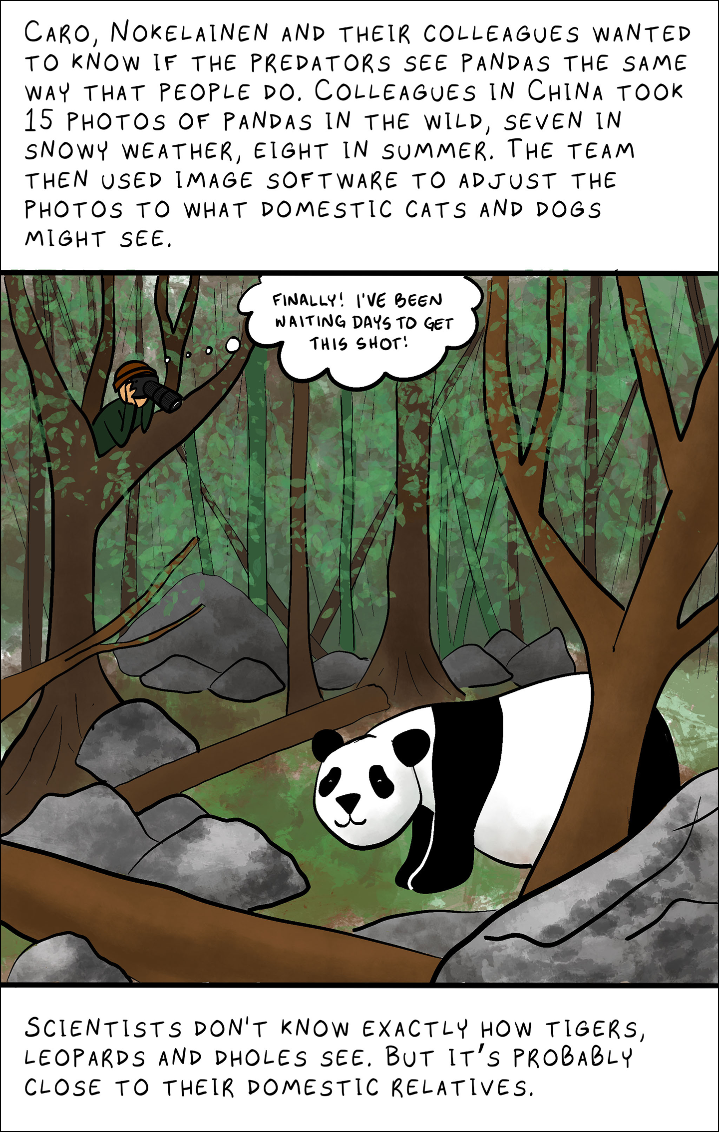 Text: Caro, Nokelainen and their colleagues wanted to know if the predators see pandas the same way that people do. Colleagues in China took 15 photos of pandas in the wild, seven in snowy weather, eight in summer. The team then used image software to adjust the photos to what domestic cats and dogs might see. Scientist: Finally! I’ve been waiting days to get this shot. Scientists don’t know exactly how tigers, leopards and dholes see. But it’s probably close to their domestic relatives. Image: a giant panda behind a tree and a rock in a forest. a person with a camera is in the crook of a tree thinking "Finally! I've been waiting days to get this shot!"