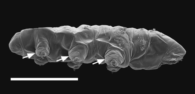 a microscopic view of a tardigrade